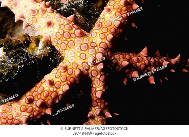 Horizontal image of a starfish (gomophia gomophia)clinging to the reef off Kimbe Bay, Papua New Guinea. (Pacific)
