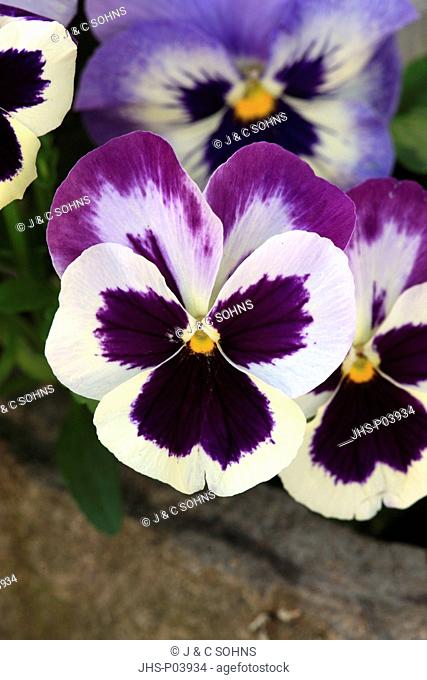 Viola, Viola cornuta, Ellerstadt, Rheinland Pfalz, Germany, Europe, blooming