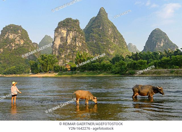 Chinese woman herding domestic Asian Water Buffalo among karst peaks in the Li river Yangshuo China