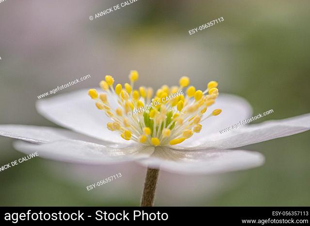 Anemone nemorosa, Wood anemone in close up. Early spring flower