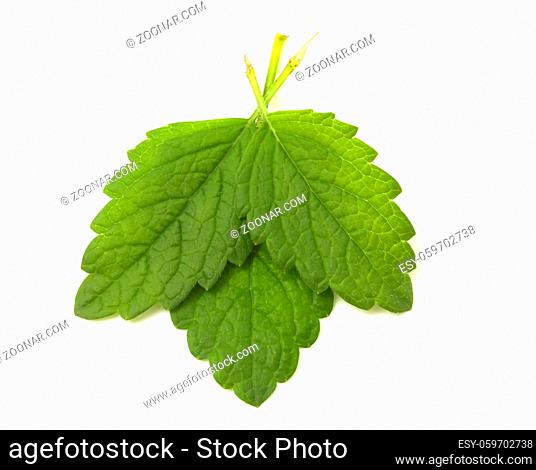 Three mint leaves isolated on white background. Aromatic plant for addition to drinks and meals