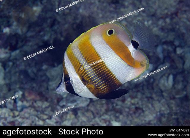 Orange-banded Coralfish (Coradion chrysozonus, Chaetodontidae Family), night dive, Murex House Reef dive site, Bangka Island, north Sulawesi, Indonesia