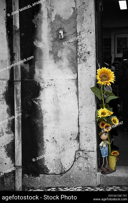 Photograph in black and white mixed with colour of Sunflower, Lisbon, Portugal, Europe