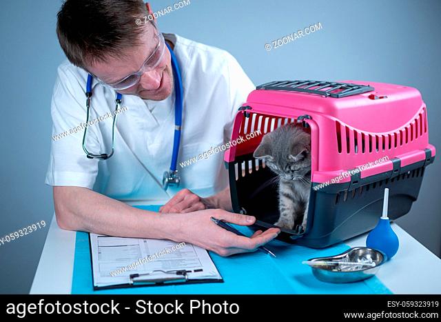 Tabby cute cat Scottish Straight breed on visit to vet doctor at animal hospital. Happy european veterinarian with clipboard in clinic next to pet carrier at...