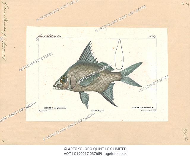 Gerres plumieri, Print, The striped mojarra (Eugerres plumieri) is a demersal fish found in the western Atlantic, from North Carolina south along the U