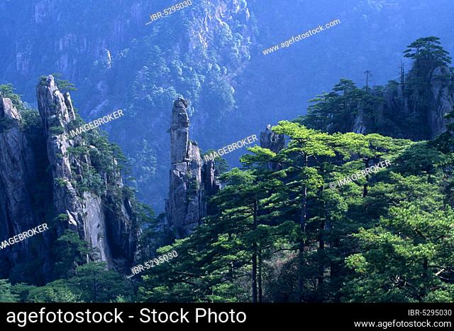 Deep Valley, Huangshan Mountains, Anhui, Yellow Mountains, China, Asia