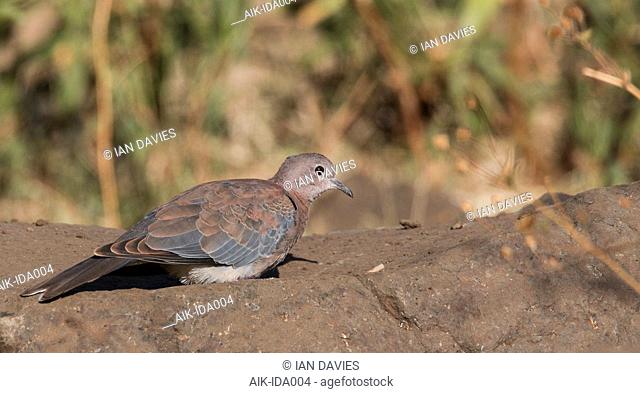 Immature Laughing Dove (Streptopelia senegalensis) standing on a rock in Jemma Valley in Ethiopia
