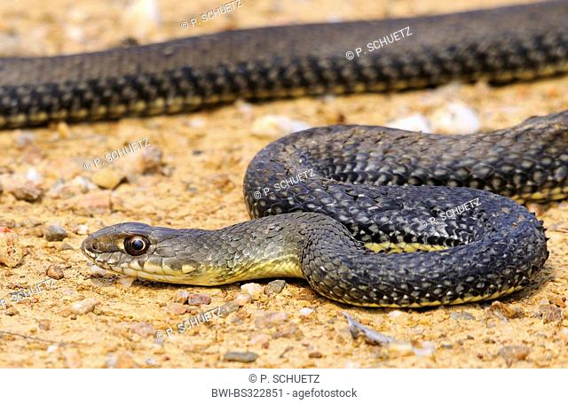 Montpellier snake (Malpolon monspessulanus), winding on the ground, Spain, Extremadura