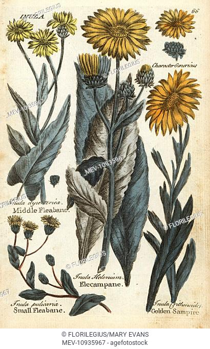 Middle fleabane, small fleabane, elecampane and golden samphire. Handcolored botanical copperplate engraving from Joshua Hamilton's Culpeper's English Family...