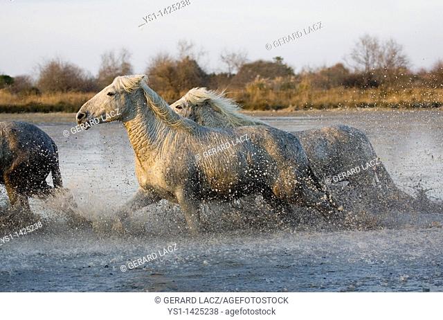 CAMARGUE HORSE, HERD GALLOPING IN SWAMP, SAINTES MARIE DE LA MER IN THE SOUTH OF FRANCE