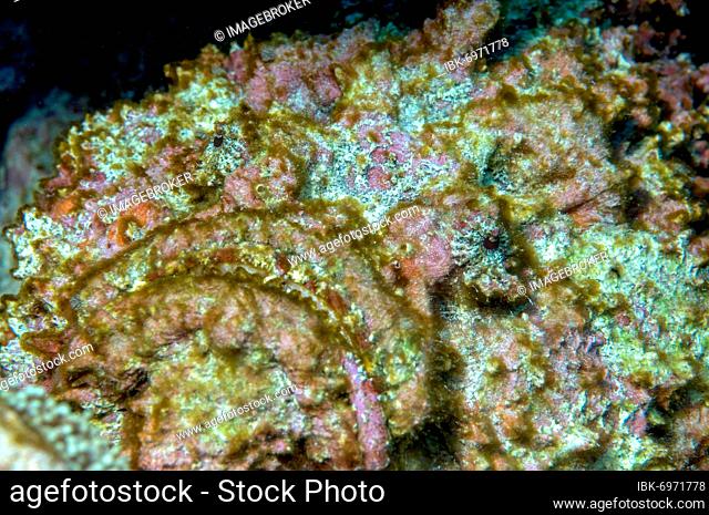 Reef stonefish (Synanceia verrucosa), Red Sea