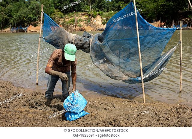 Local man dig for earthworms as bait for fishing in the muddy bank of the Sangkae River, Battambang, Cambodia