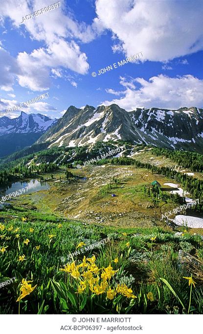 Glacier Lilies, Jumbo Pass, Purcell Mountains, British Columbia, Canada
