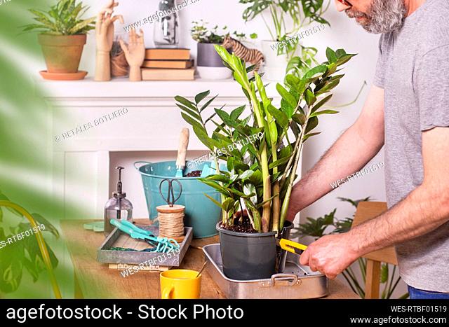 Mature man cutting Zamioculcas Zamiifolia plant flower pot with utility knife while gardening at home
