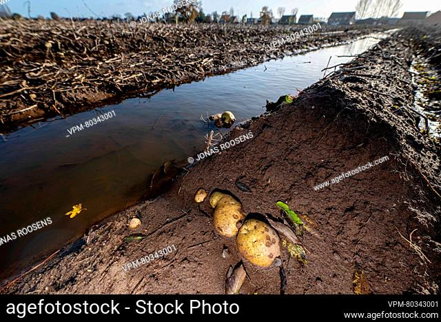 Illustration picture shows a flooded potato field, after days of heavy rain in Stabroek, Antwerp, Sunday 19 November 2023