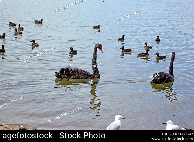 Ducks, swans and seagulls on Lake Rotorua, 79.8Km surface area, depth 10m, the second largest lake in North Island, Rotorua, Bay of Plenty, North Island