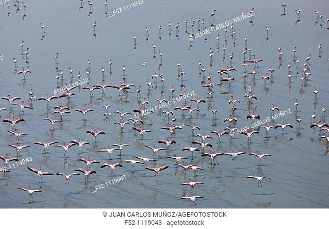 Flamingos at Lake Magadi, Rift Valley, Kenya