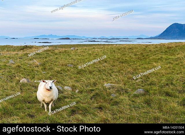Norway, Lofoten, Vestvagøya, Eggum, coast, nature reserve, hiking trail, sheep
