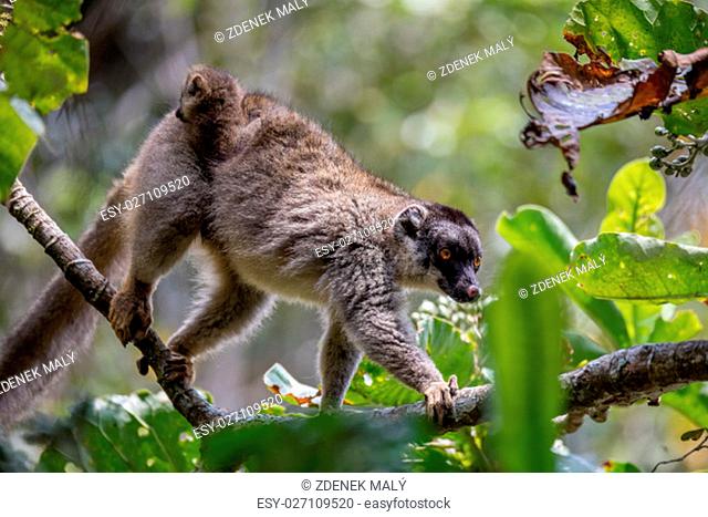 Common brown lemur (Eulemur fulvus), Female with baby on back. Andasibe - Analamazaotra National Park, Madagascar wildlife