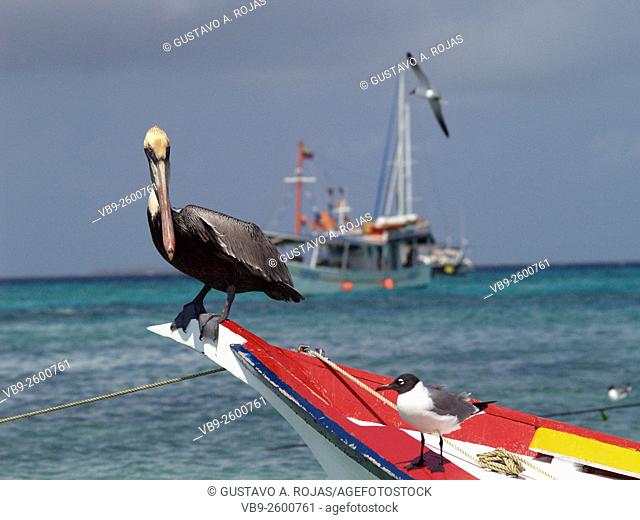 pelicano and Larus atricilla