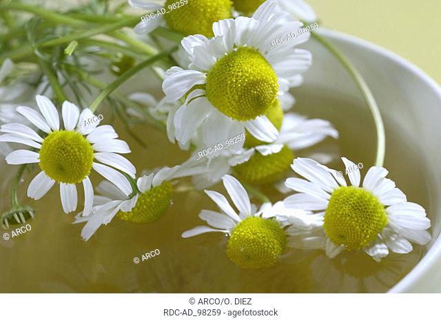 Cup of tea with Scented Mayweed Matricaria chamomilla Matricaria recutita Chamomilla recutita