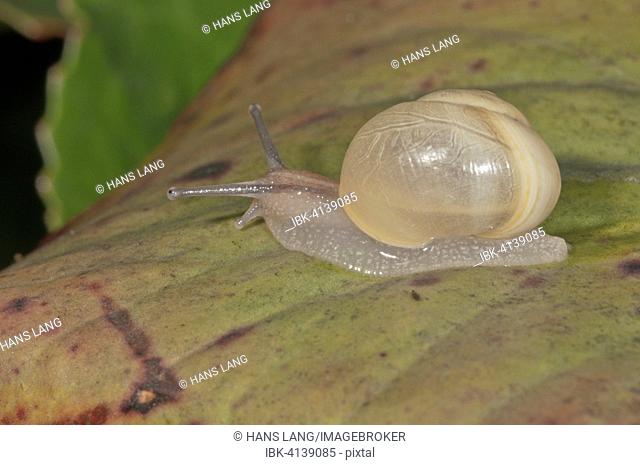 White-lipped Snail (Cepaea hortensis) without banding, Baden-Württemberg, Germany