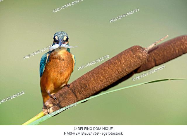 France, Doubs, natural space of Allan, Brognard, Kingfisher (Alcedo atthis), juvenile perched on a hill overlooking the water surface on the lookout for prey...