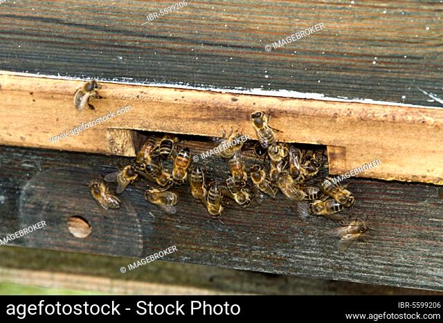 Western Honey Bee, Western Honey Bees, European Honey Bee, European Honey Bees, Honey Bee, Honey Bees, Other Animals, Insects, Animals, Bees