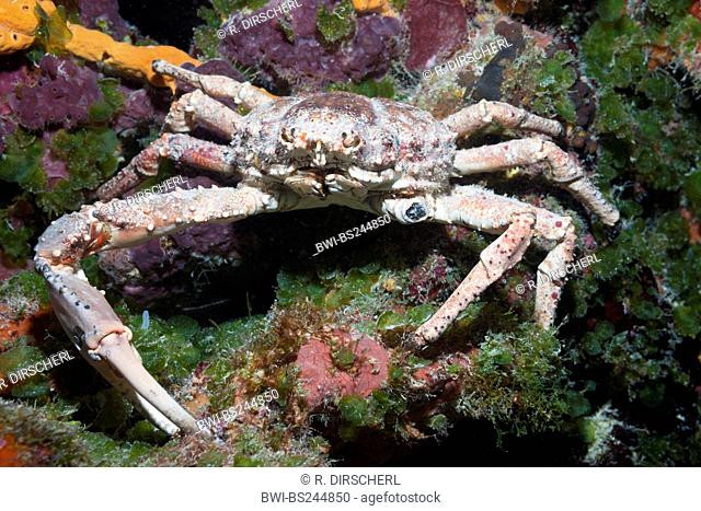 channel clinging crab, spiny spider crab (Mithrax spinosissimus), on the sea ground, Mexico, Caribbean Sea, Cozumel