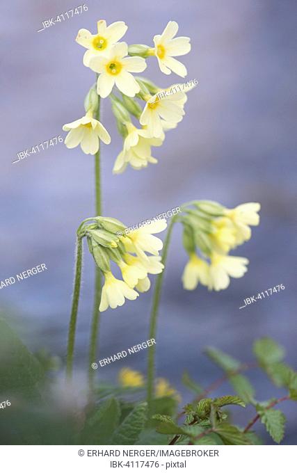 Oxlip (Primula elatior), North Rhine-Westphalia, Germany
