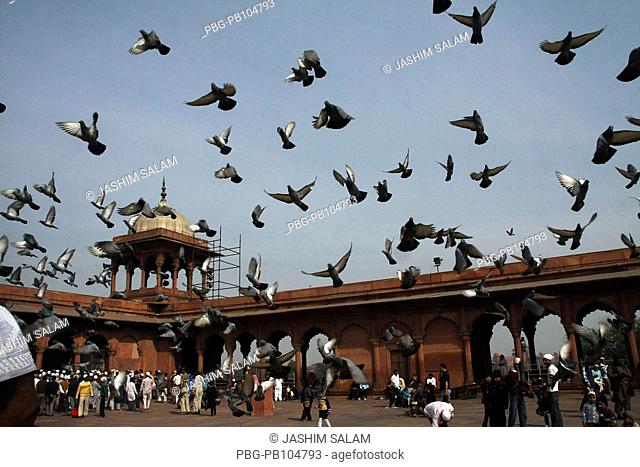 Pigeons flying in courtyard inside the Jama Masjid of Delhi It is the largest mosque in India The Jama Masjid stands across the road in front of the Red Fort...