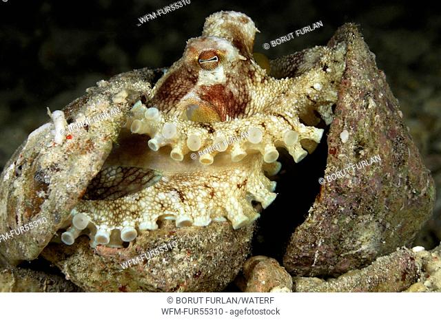 Coconut Octopus hiding in Shell, Octopus marginatus, Flores, Indonesia