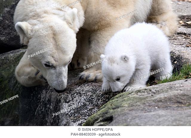 The polar bear newborn that is yet to receive a name and mother Giovanna explore the open air enclosure for the first time at the Tierpark Hellabrunn zoo in...