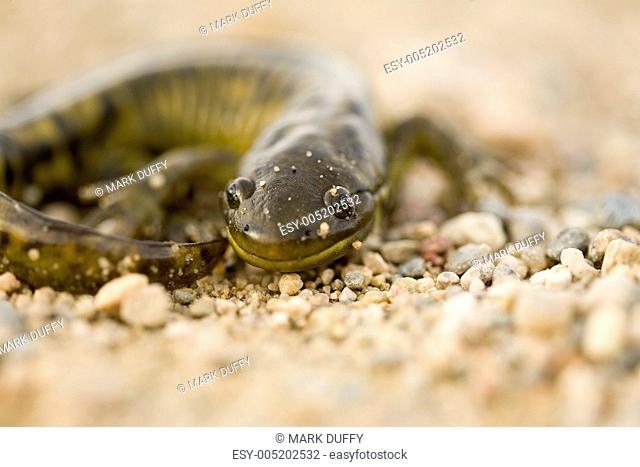 Close up Tiger Salamander