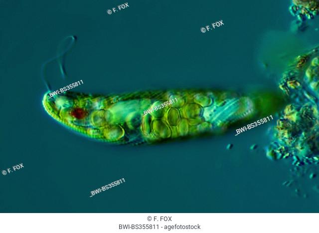 Euglena spec. (Euglena spec.), in differential interference contrast