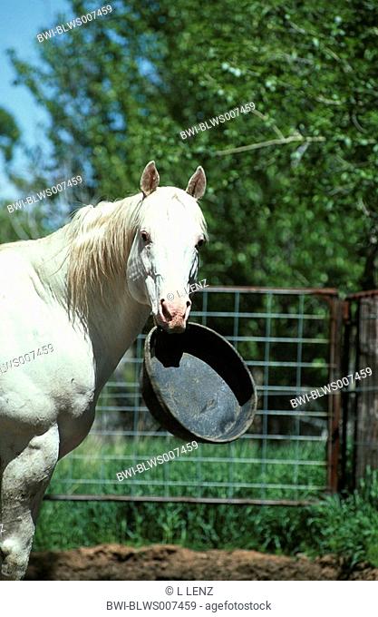 Appaloosa Equus przewalskii f. caballus, stallion with feed-bowl in the mouth