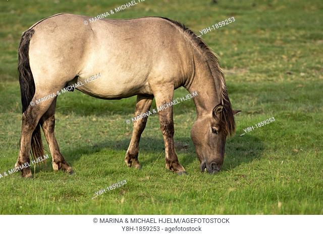 Konik Grazing, Heck Horse, Epuus ferus caballus, Schleswig-Holstein, Germany