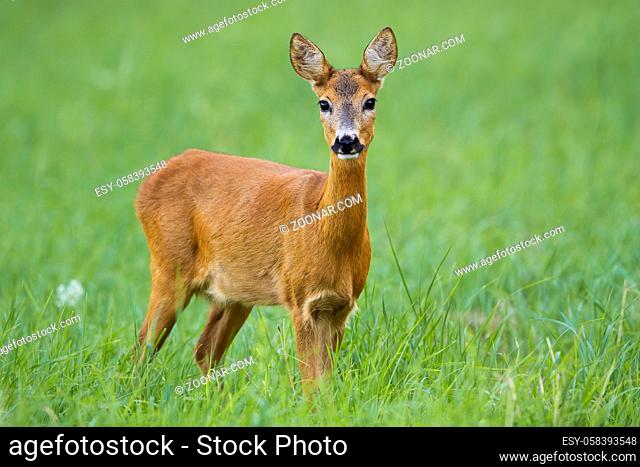 Cute roe deer, capreolus capreolus, doe facing camera on green summer meadow. Innocent female mammal standing in grass and looking from low angle with blurred...