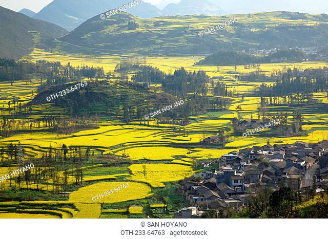 Fields of Canola at Luoping, Yunnan, China