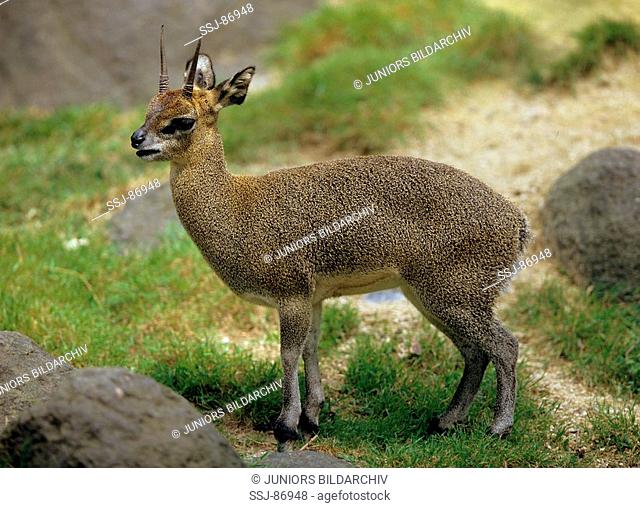 klipspringer - standing / Oreotragus oreotragus