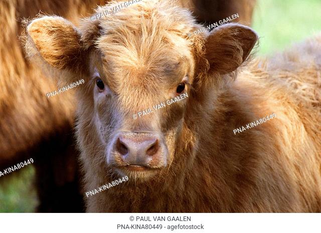 Highland Cow Bos domesticus