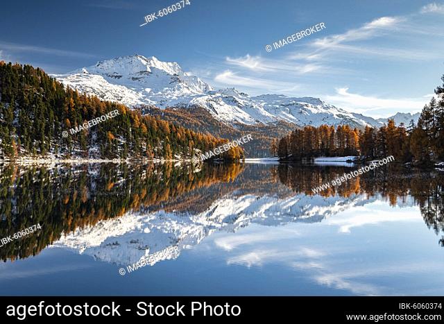 Autumnal larch forest and snow-covered mountains are reflected in the Lake Champfer, St. Moritz, Engadin, Grisons, Switzerland, Europe