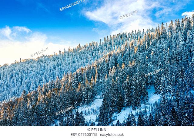 magnificent spruce forest on hillside in winter mountains