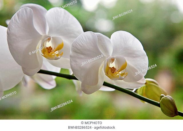 Moth orchid (Phalaenopsis-Hybride), flowers, Indonesia, Bali