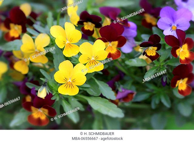 Blossoming pansies in spring