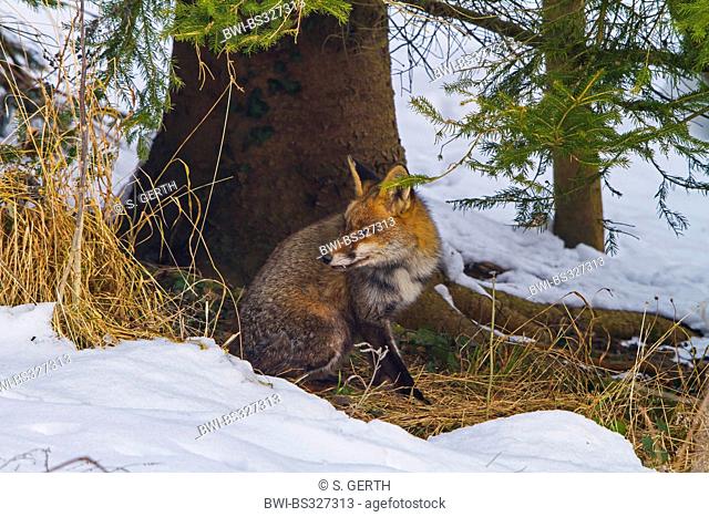 red fox (Vulpes vulpes), sitting under a tree at the forest edge, Switzerland, Sankt Gallen