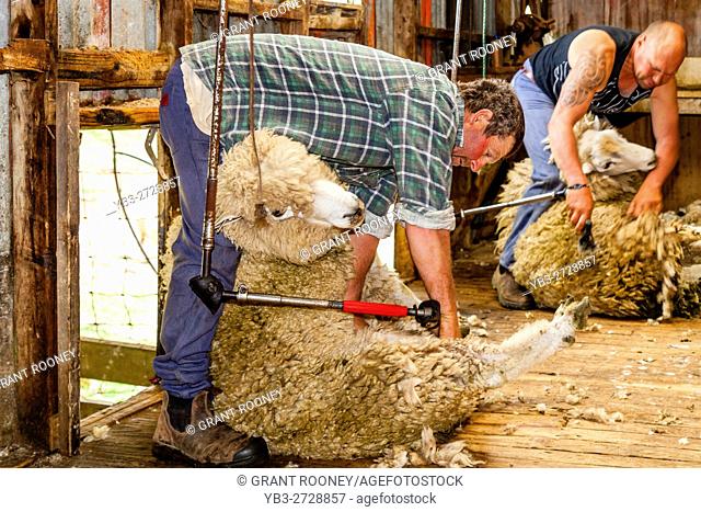 Sheep Crotching At A Sheep Farm, Pukekohe, New Zealand