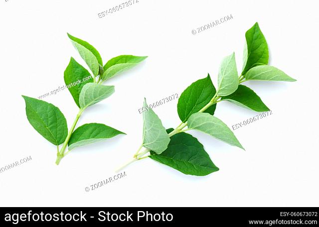 Fresh jasmine sprigs with green leaves isolated on white background. View from above