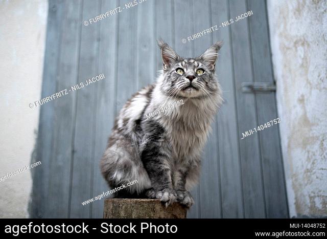 silver tabby maine coon cat sitting on tree stump in front of shed with wooden door outdoors
