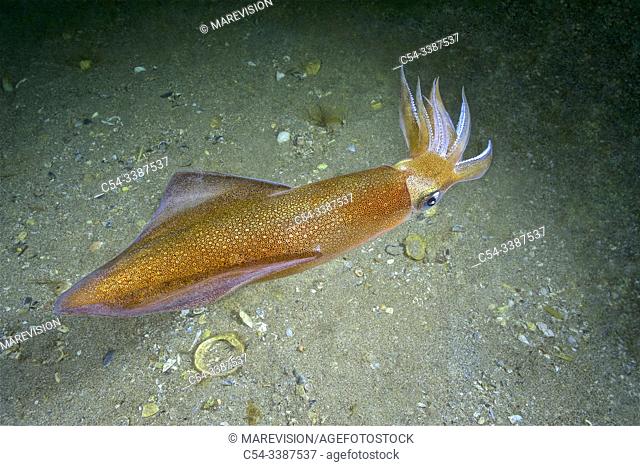 Common squid. Squid (Loligo vulgaris). Eastern Atlantic. Galicia. Spain. Europe